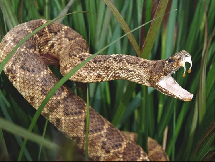 sonhar com cobra querendo atacar