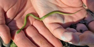 sonhar com cobra verde pequena e fina