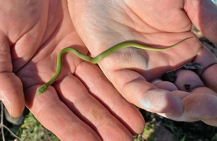 sonhar com cobra verde pequena e fina