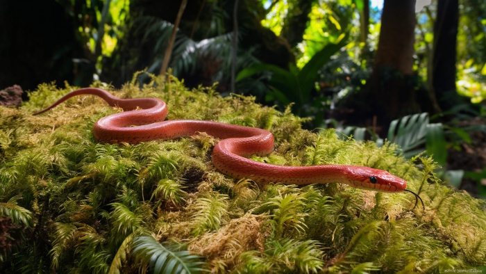 sonhar com cobra vermelha