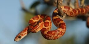 sonhar com cobra voando