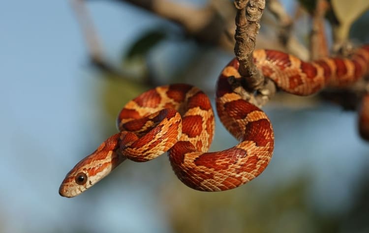 sonhar com cobra voando