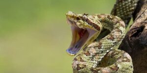 sonhar com picada de cobra