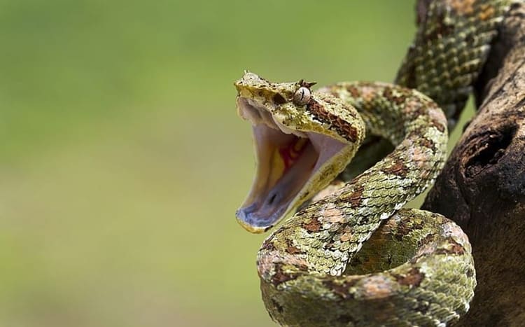 sonhar com picada de cobra