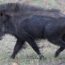 sonhar com porco preto atacando