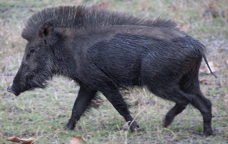 sonhar com porco preto atacando