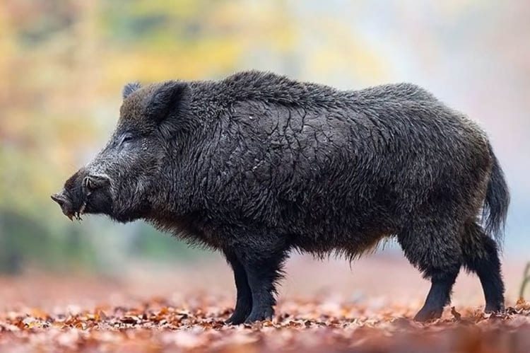 sonhar com porco preto