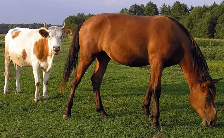 Sonhar com vaca e cavalo